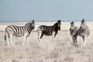 Namibian: Chapman's Zebra - with melanistic mare