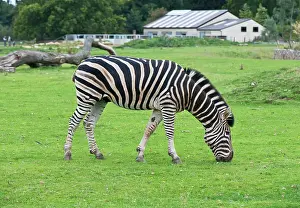 Chapman: Chapman's Zebra - native of Mozambique, Botswana
