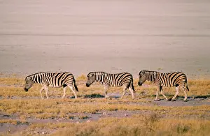 Chapman: Chapman's Zebra - roaming at the edge of the dry Etosha pan