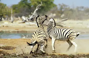 Chapman: Chapman's Zebra - stallions fighting
