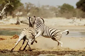Stallions: CHAPMAN'S ZEBRA - x two fighting stallions