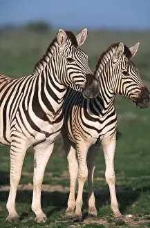 Rainy: CHAPMAN'S ZEBRA - x two, during the rainy season