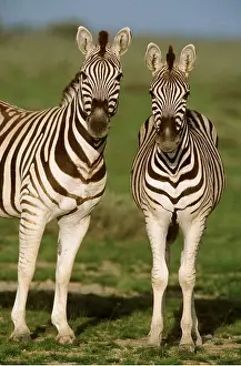 Zebras: CHAPMAN'S ZEBRA - x two, standing