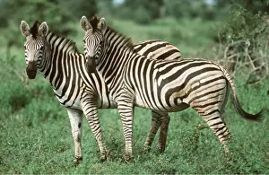 Rainy: CHAPMAN'S ZEBRA - x two, standing, during rainy