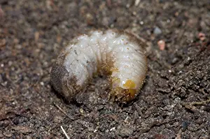 Grub: Characteristic C-shaped white grub larva of flower chafer;