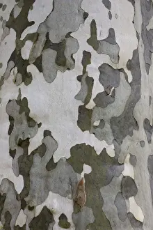 Flaky: Characteristic multicoloured flaky bark of the Plane tree