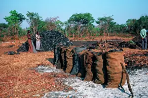 Selling: Charcoal production and sacks for collection forest reserve