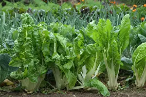 Allotment: Chard growing in Allotment / Vegetable Garden /
