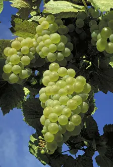 Vines: Chardonnay wine grapes