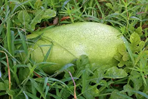 Ferry: Charleston Gray Watermelon