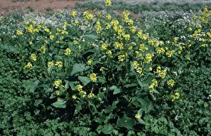 Mustard: Charlock in Flower