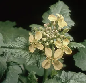 Mustard: Charlock in Flower