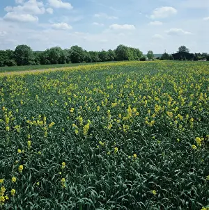 Arvensis: Charlock (Sinapis arvensis) weeds in wheat