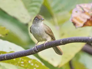 Bulbul: Charlottes Bulbul Iole charlottae Sabah, Malaysi