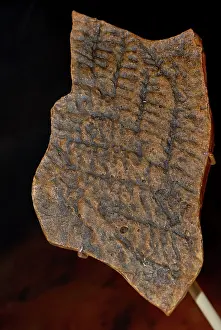 Paleozoology: Charnia Fossil