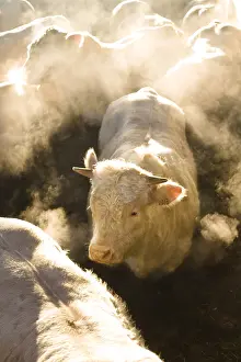 Stall: Charolais Bull-calves fattening in a box in winter France