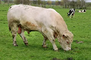 Swallowing: Charolais bull grazing in the meadow - Vosges du Nord France