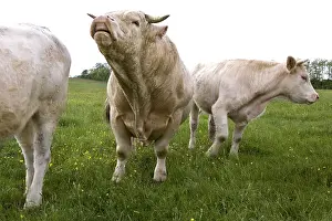 Grimacing: Charolais bull sniffing urine of a cow Burgundy France