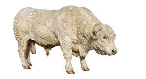 Studios: Charolais bull side view studio