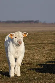Charolaises: A Charolais calf in a meadow France