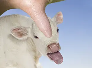 Suck: Charolais calf sticking its tongue out behind a cow udder