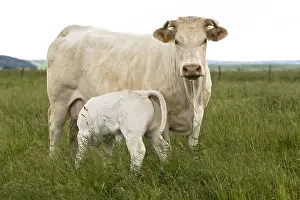Suck: Charolais Calf sucking her mother in the meadow