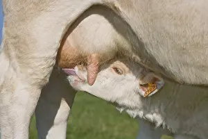 Suck: Charolais calf suckling in autumn France