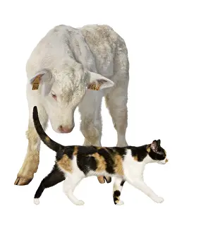 Studios: Charolais calf watching a Cat passing in front of him