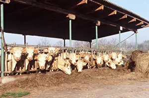 Lines: CHAROLAIS CATTLE - FEEDING