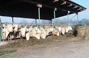 Charolais: CHAROLAIS CATTLE - Feeding on silage