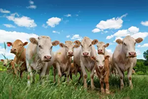 Custom: Charolais cattle herd (Bos primigenius taurus) in