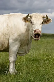 Charolais: Charolais cow bellowing in the meadow