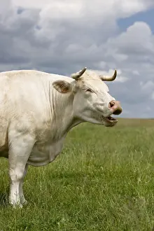 Charolais: Charolais cow bellowing in the meadow
