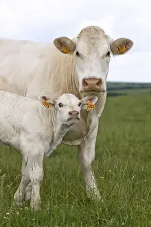 Charolais: Charolais cow and calf in the meadow