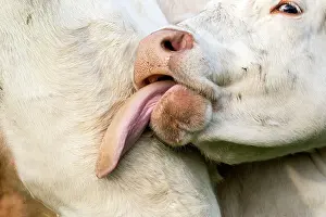 Vesoul: Charolais Cow / Cattle - licking itself. Vesoul