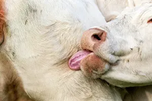 Vesoul: Charolais Cow / Cattle - licking itself. Vesoul