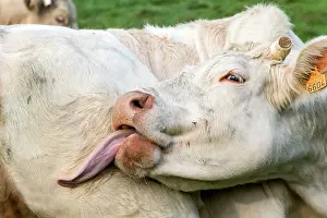Vesoul: Charolais Cow / Cattle - licking itself. Vesoul