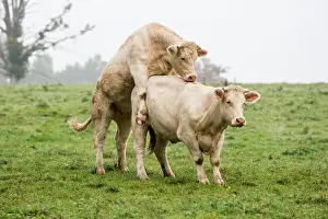 Vesoul: Charolais Cow / Cattle - simulation mating. Vesoul