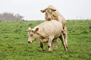 Vesoul: Charolais Cow / Cattle - simulation mating. Vesoul