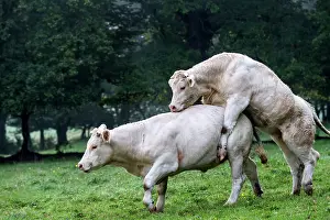 Vesoul: Charolais Cow / Cattle - simulation mating. Vesoul