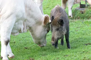 Vesoul: Charolais Cow / Cattle - with Wild Boar. Vesoul