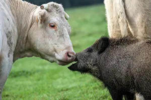 Vesoul: Charolais Cow / Cattle - with Wild Boar. Vesoul