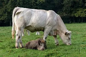 Vesoul: Charolais Cow / Cattle - with Wild Boar. Vesoul