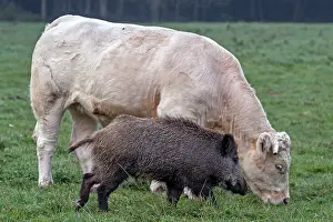 Vesoul: Charolais Cow / Cattle - with Wild Boar. Vesoul