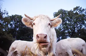 Charolaises: Charolais Cow eating of the straw