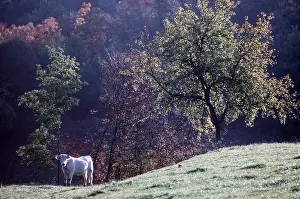 Charolais: CHAROLAIS COW - in field