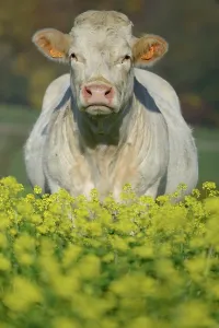Charolais: Charolais cow in a field of rape, 11 May 2015, Northern