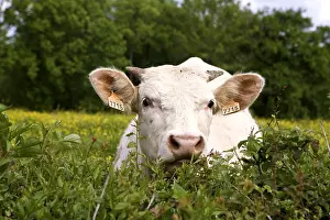 Standards: Charolais cow behind a hedge Burgundy France