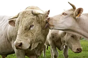 Licked: Charolais cow licking a Bull Burgundy France