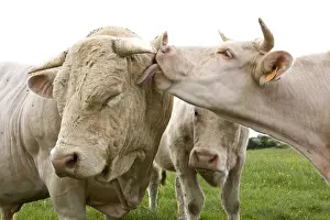 Licked: Charolais cow licking a Bull Burgundy France